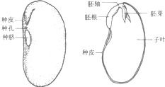 种子萌发时,胚根发育成___,胚芽发育成___.