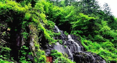 望天鹅景区现在开放吗，望天鹅景区官网