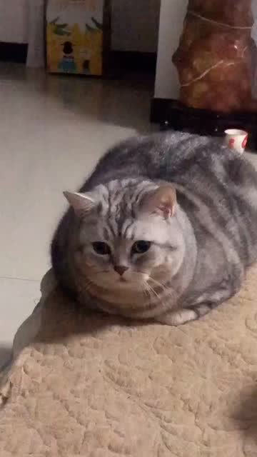大眼瞪小眼是什么意思