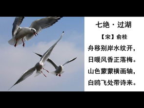 老人与海鸥是部编版几年级的课文，老人与海鸥阅读题答案
