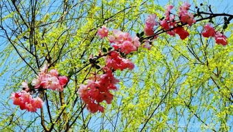 用青翠欲滴和花红柳绿造句，花红柳绿造句三年级