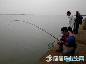 钓鱼的启示读后感