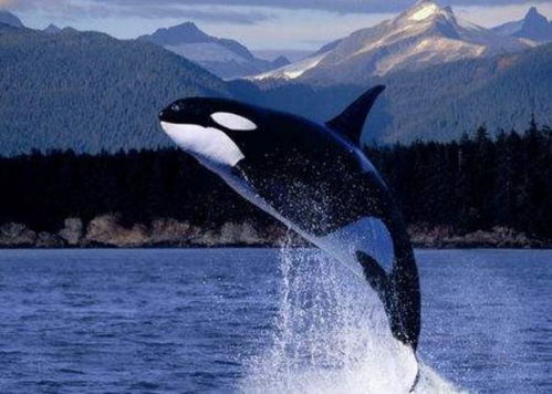 sperm whale怎么读，wendy whale怎么读