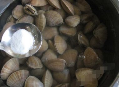 大贝壳，大贝母的功效与作用