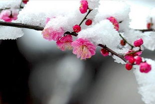 王安石另外一首梅花诗