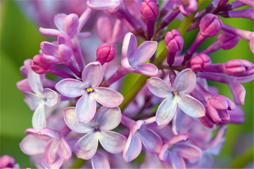 丁香花背后的故事