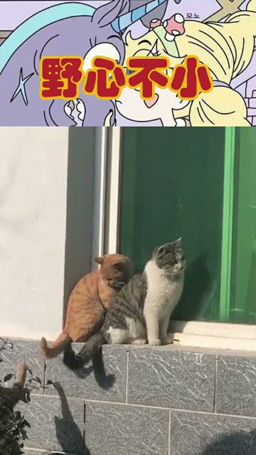 猫咪的文案
