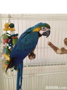 parrot怎么读
