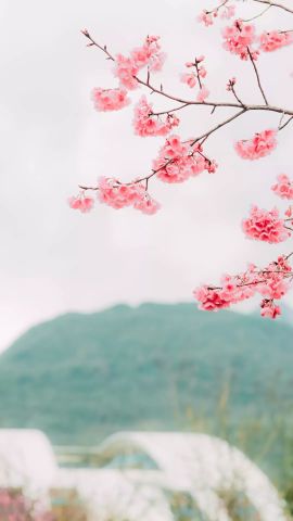 晚春是什么意思?