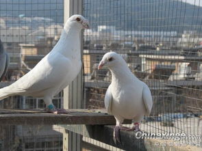 白鸽子好还是灰鸽子好，白鸽子进家有什么预兆