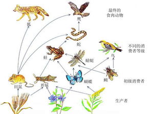 生物链是什么?，生物链包含了哪三类