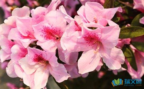 怎样用杜鹃花来写作文?最好在300字左右