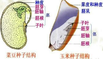 双子叶植物的胚根发育成什么，胚根发育成什么的部位植物