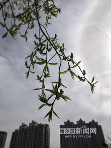 求《咏月诗》翻译,