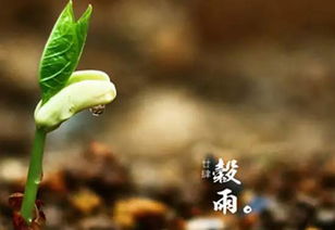 谷雨吃什么食物