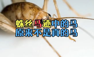 蛛丝马迹的意思