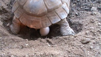 tortoise怎么读，tortoise英文翻译