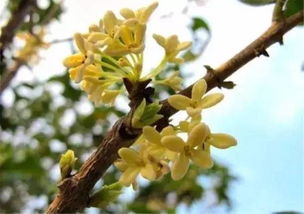 中草药:桂花子的功效与作用