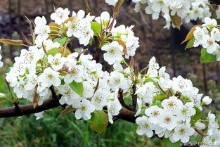 桃李芳菲梨花笑歌名