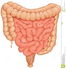 Intestines vermicelli，Intestines carcinoma