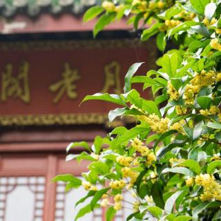 琦君桂花雨内容简介，琦君桂花雨读后感400
