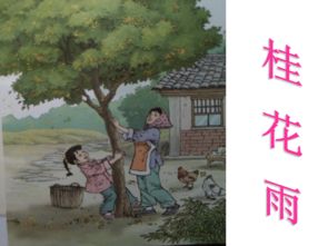 桂花雨课文原文解析