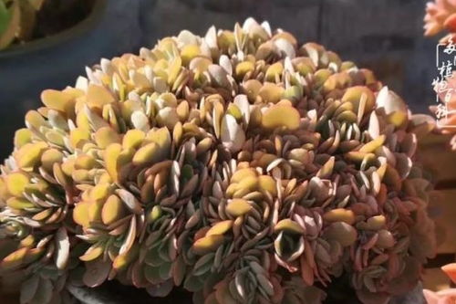 生香的意思，生香蕉催熟家常方法
