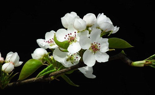 苹果属于什么科植物，苹果属于什么科