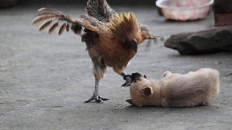 四字成语鸡犬什么成语