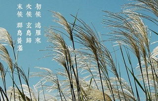 关于白露的诗句