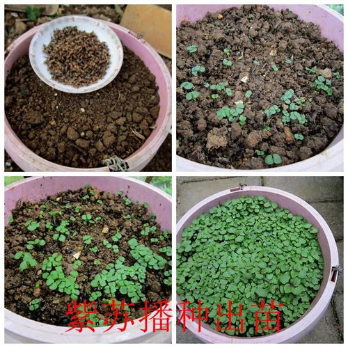 撒播的意思撒播的意思是什么