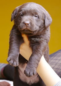 retrievers，Retriever 乐队
