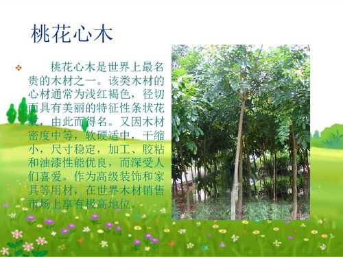 《桃花心木》读后感