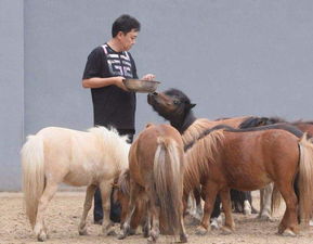 成语什么头什么马