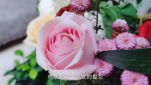 粉玫瑰代表什么意思11朵，红玫瑰代表什么