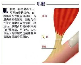 肌腹肌腱示意图，肌腹分离是什么意思