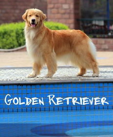 回旋者级的回旋者级(Retriever)