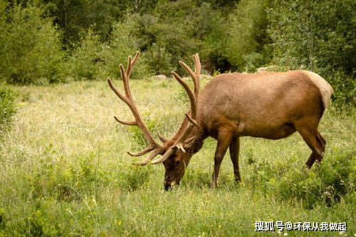三军回收站四不像是什么意思，四不像图片