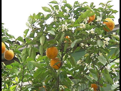 代代花枳女包官网，代代花枳壳有什么功效