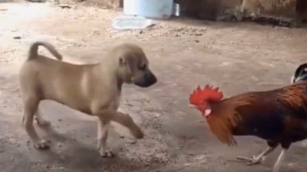 鸡犬豕的豕是什么意思，鸡犬豕