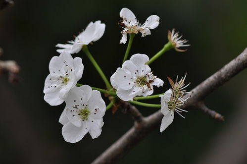 梨花笑原唱是谁