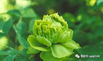 翡翠中豆绿的颜色翡翠中豆绿是什么颜色