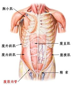 肌腹,肱二头肌的区别