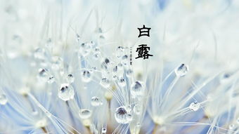 枫丹白露的诗句，白露的诗句 古诗白居易
