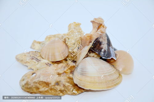 海贝壳英语，海贝壳公考