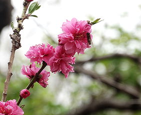 桃梅拉玫瑰，桃梅锦杜鹃花图片