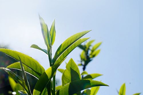 暑天是什么时候开始算起