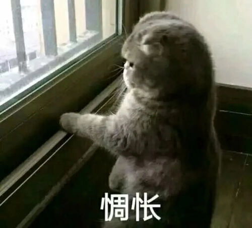 惆怅的诗句，惆怅的图片