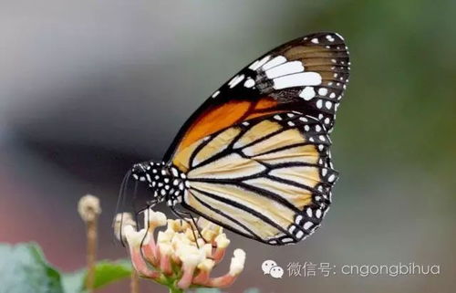 梦中的蝴蝶简谱，梦中的蝴蝶中四舞曲