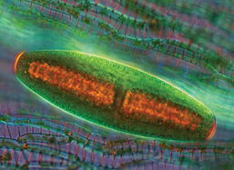 多细胞生物依赖什么共同完成生命活动，多细胞生物是什么意思